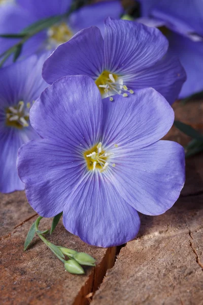 Beautiful blue flax flowers macro on an old wooden — Stock Photo, Image