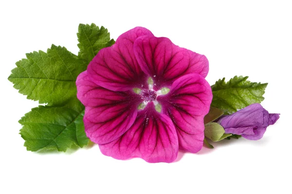 Pink flower wild mallow with a bud close-up isolated — Stock Photo, Image