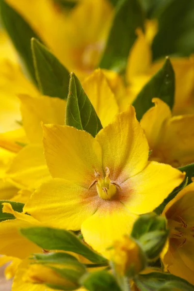 Fleurs jaunes Lysimachia punctata macro vertical — Photo