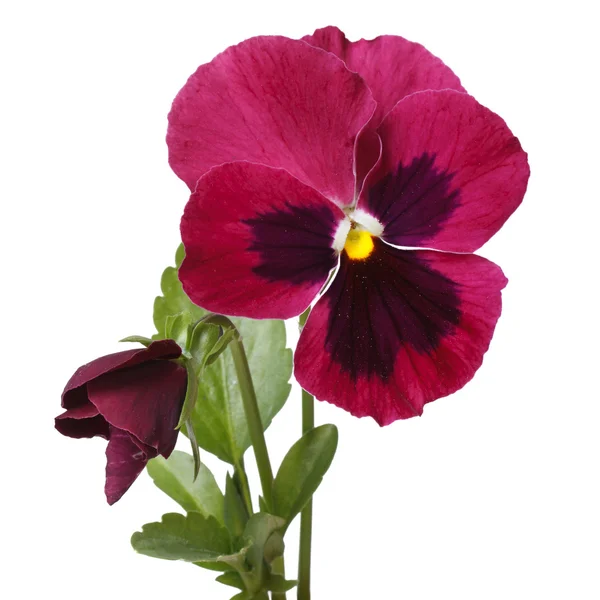 Röd vacker blomma pansy med en knopp som isolerade — Stockfoto