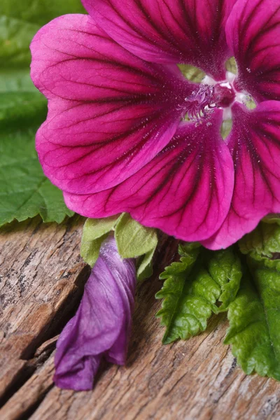 Roze bloem wild mallow met een knop macro op een houten — Stockfoto