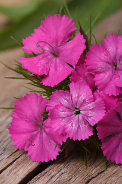 Dianthus barbatus roze bloemen op de houten tafel close-up. — Stockfoto