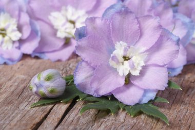 Delicate flowers delphinium with buds macro horizontal clipart