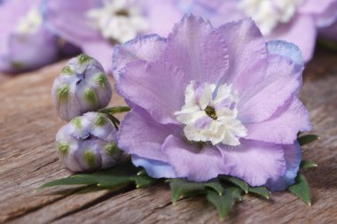 soluk mor çiçekler delphinium tomurcukları makro ile