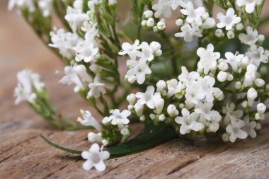 beyaz çiçekler valeriana officinalis makro yatay