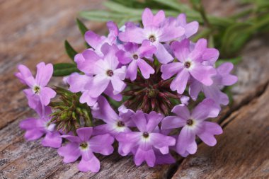 Tablo closeup Verbena çiçekler