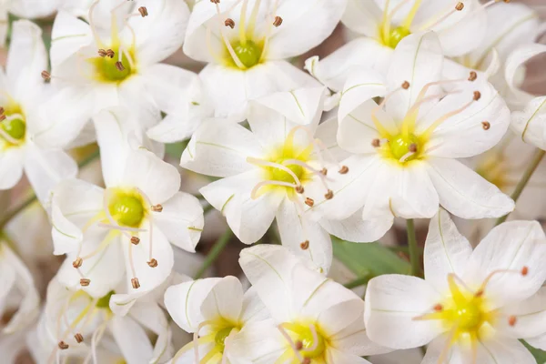 Нежные цветы eremurus macro — стоковое фото