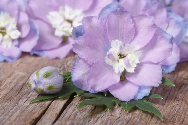 Delicate flowers delphinium with buds macro horizontal — Stock Photo, Image