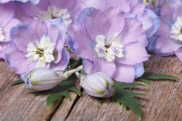 Hermosas flores lila delphinium primer plano en una madera — Foto de Stock