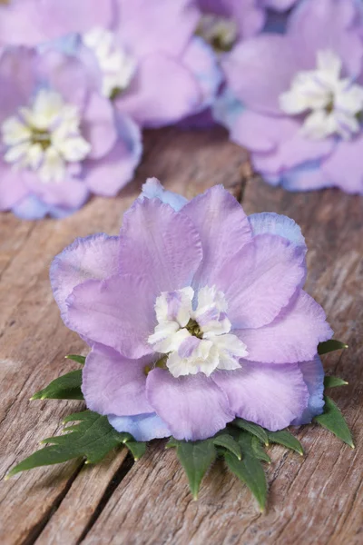 Flores delphinium com botões macro em uma vertical de madeira — Fotografia de Stock