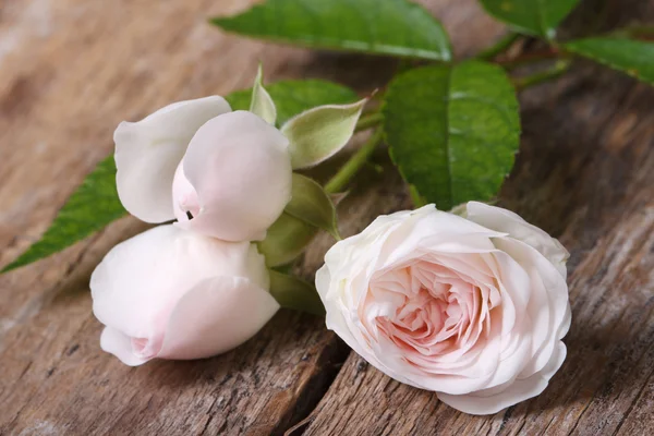 pale pink flowers roses with buds closeup