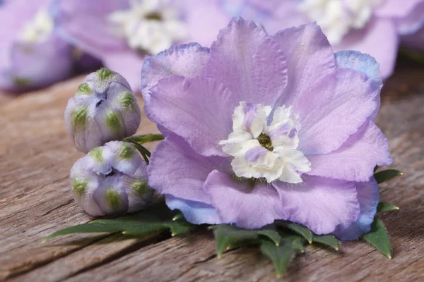 Flores púrpuras pálidas delphinium con brotes macro — Foto de Stock