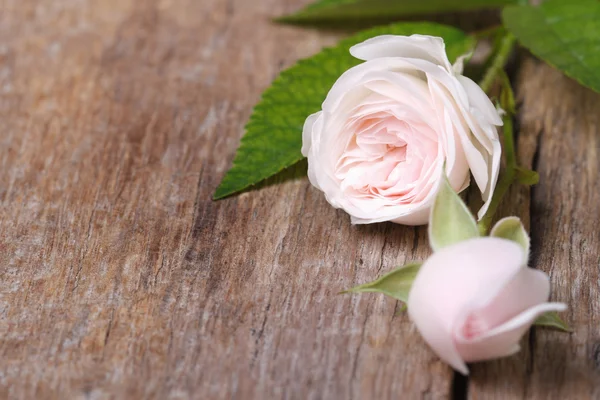 Delicate bloemen frame van roze rozen close-up — Stockfoto