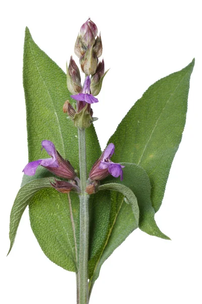 Flowering Salvia close up isolated on white — Stock Photo, Image