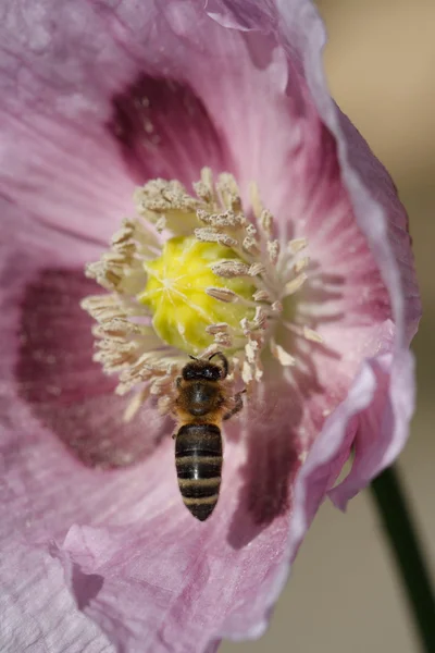 Včela na mák. makro vertikální — Stock fotografie