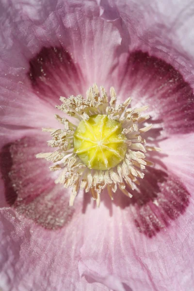 ピンクのケシの花。垂直方向のマクロ. — ストック写真