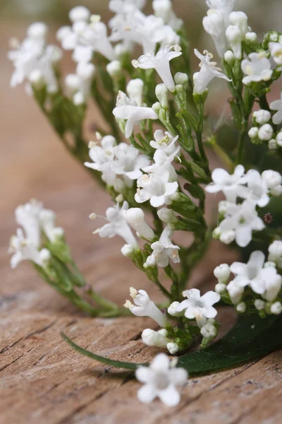 Valeriana officinalis, białe kwiaty, zbliżenie pionowe — Zdjęcie stockowe