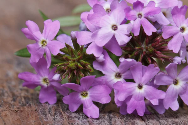 Delicate purple flowers verbena macro horizontal — Stock Photo, Image