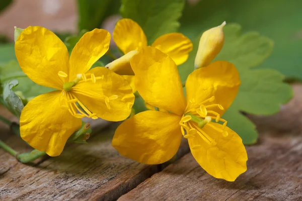 Fleurs de célandine jaune gros plan sur une table en bois — Photo
