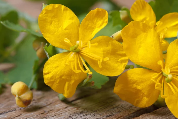 Fleurs de célandine jaune macro horizontal — Photo