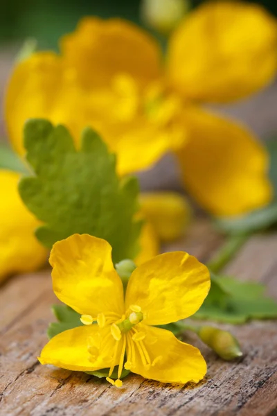 Fleurs de célandine jaune macro verticale — Photo