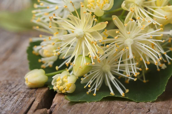 Gele bloemen van linden macro. horizontale — Stockfoto