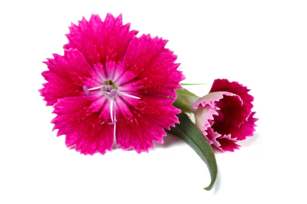 Sweet william röd blomma med en knopp som isolerade — Stockfoto