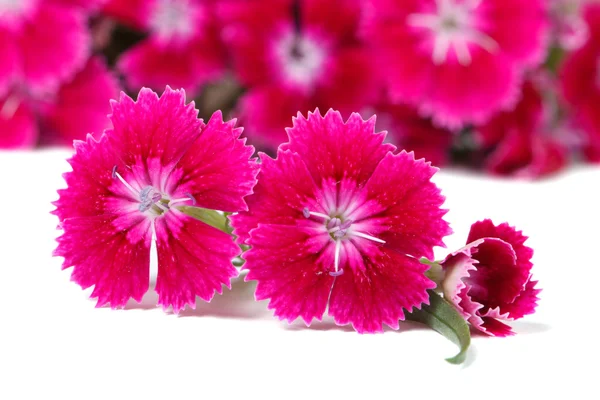 Güzel dianthus barbatus çiçekler, yoğun pembe izole — Stok fotoğraf