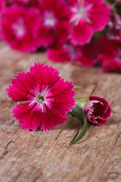 밝은 핑크 달콤한 윌리엄 꽃 가까이 — 스톡 사진
