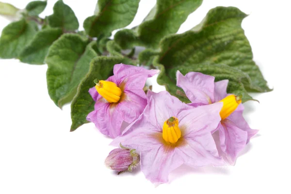 Pink flowers of potato closeup isolated on white — Stock Photo, Image