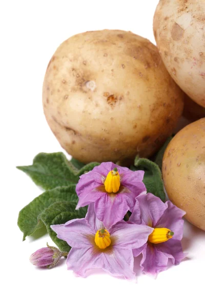 Bulwy młode ziemniaki z kwiaty na białym tle pionowe — Zdjęcie stockowe