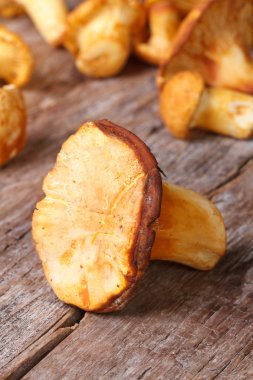 Cantharellus cibarius mantar closeup ahşap dikey olarak