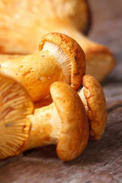 Yellow chanterelle mushrooms on a wooden table — Stock Photo, Image