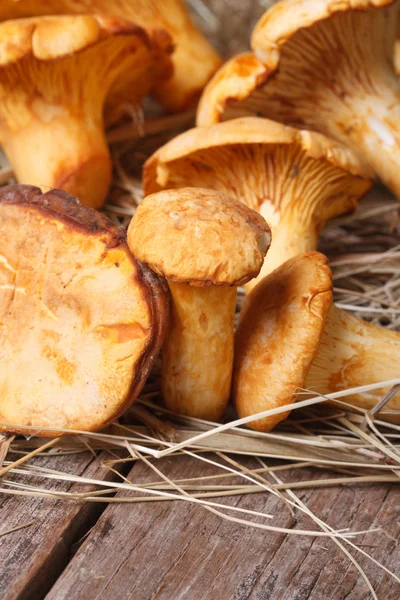 Chanterelle mushrooms close up in dry grass on wooden — Stock Photo, Image