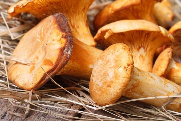 Chanterelle mushrooms close up in dry grass horizontal — Stock Photo, Image