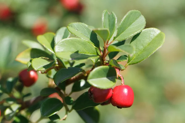 Lingonberry shrub with red berries outdoors horizontal — Stock Photo, Image