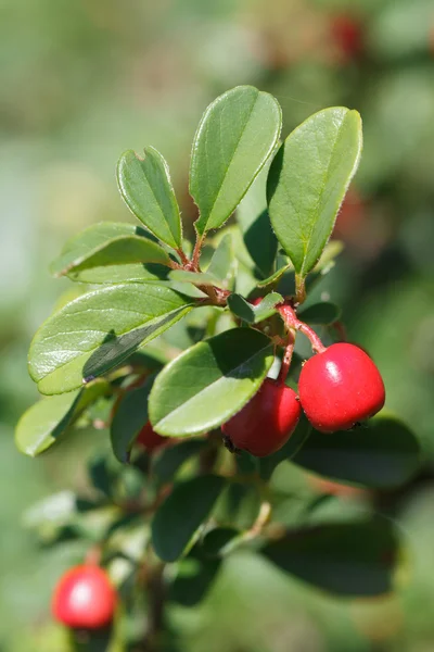 Cowberry shrub dengan berry merah close-up vertikal — Stok Foto