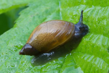 yeşil yaprak makro üzerinde bordo salyangoz