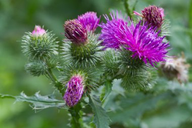 Thistle çiçeklenme gülümsemek açık yatay