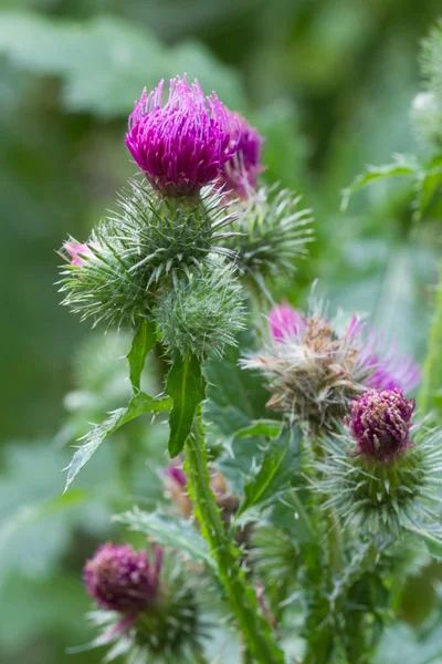 Blooming thistle closeup outdoor vertical — Stock Photo, Image