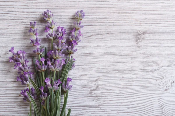 Boeket van geurende lavendel. Floral frame — Stockfoto