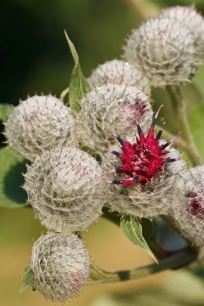 Burdock flowers outdoors vertical macro — Stock Photo, Image