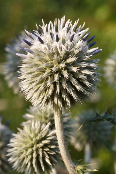 Inflorescence Echinops closeup vertical — Stock Photo, Image