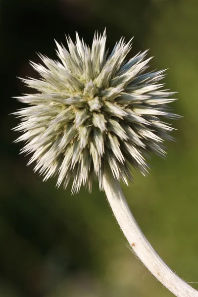 Inflorescence Echinops vertical  close up — Stock Photo, Image