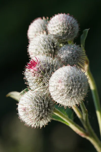 Flowers burdock on dark background — Stock Photo, Image