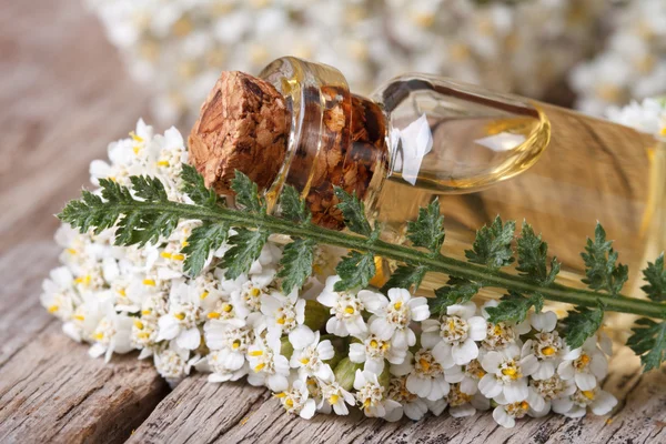 Extracto de milenrama en una botella con flores sobre la mesa —  Fotos de Stock