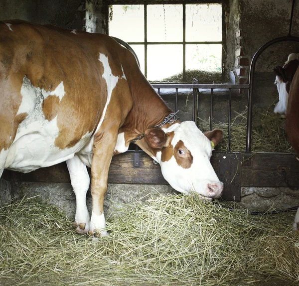 Cow inside the barn — Stock Photo, Image