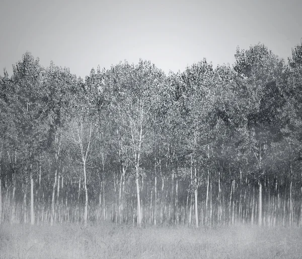 Landscape of a woods — Stock Photo, Image