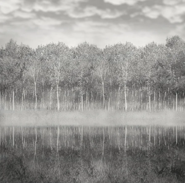 Лес и туман — стоковое фото