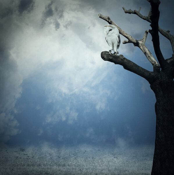 Фантастическая тайна
